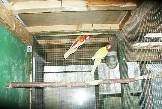 Sprzedam Papugi