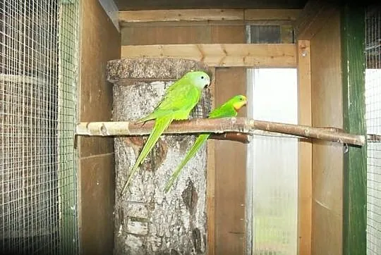 Sprzedam Papugi