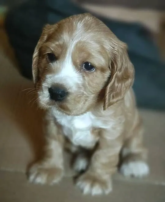 Cocker Spaniel, Mazowieckie, Radom
