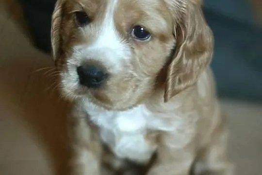 Cocker Spaniel, Mazowieckie, Radom