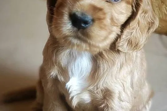 Cocker Spaniel, Mazowieckie, Radom