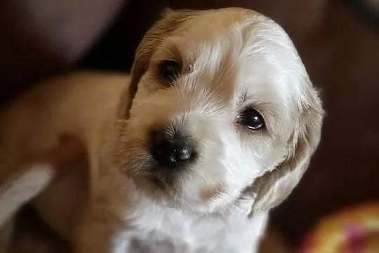 Cocker Spaniel, Mazowieckie, Radom