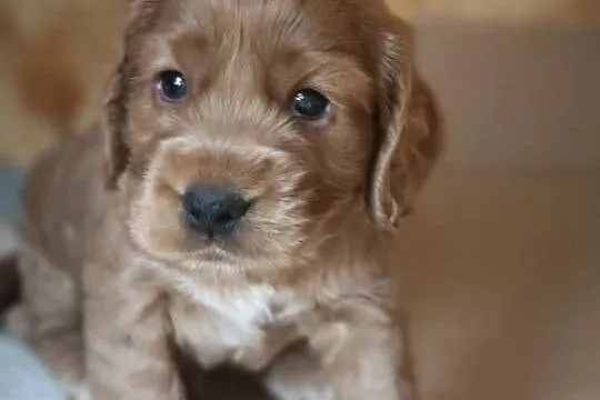 Cocker Spaniel, Mazowieckie, Radom