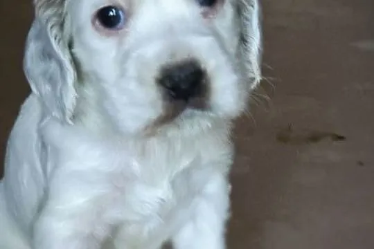 Cocker Spaniel, Mazowieckie, Radom