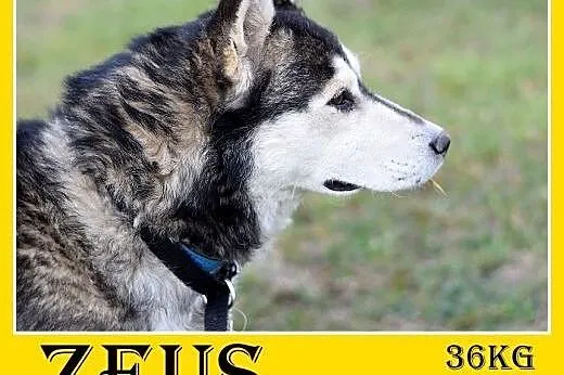 4 lata,husky,duży,łagodny,spokojny,towarzyski pies