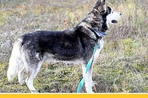 4 lata,husky,duży,łagodny,spokojny,towarzyski pies