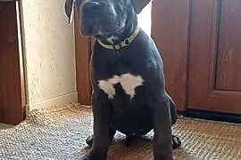 Suczka CANE CORSO