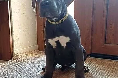 Suczka CANE CORSO, Lubelskie, Wola Duża