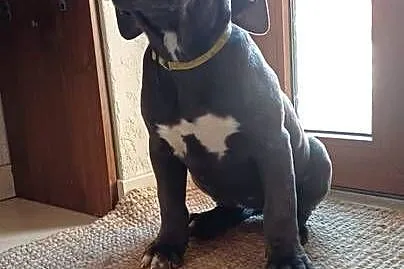 Suczka CANE CORSO, Lubelskie, Wola Duża
