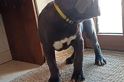 Suczka CANE CORSO, Lubelskie, Wola Duża