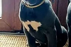 Suczka CANE CORSO, Lubelskie, Wola Duża