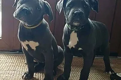 Suczka CANE CORSO, Lubelskie, Wola Duża