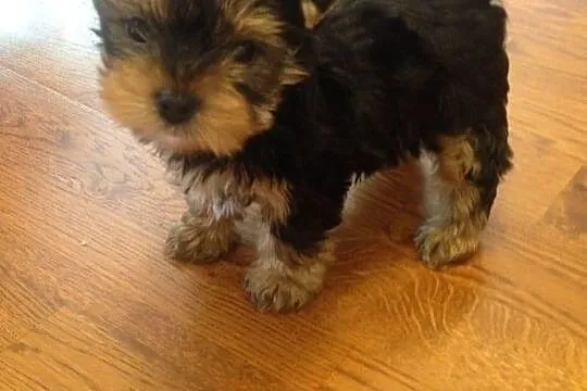 Szczenięta Yorkshire Terrier, Podkarpackie, Rzeszów