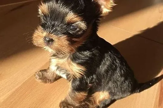 Szczenięta Yorkshire Terrier, Podkarpackie, Rzeszów