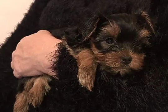 Szczenięta Yorkshire Terrier, Podkarpackie, Rzeszów