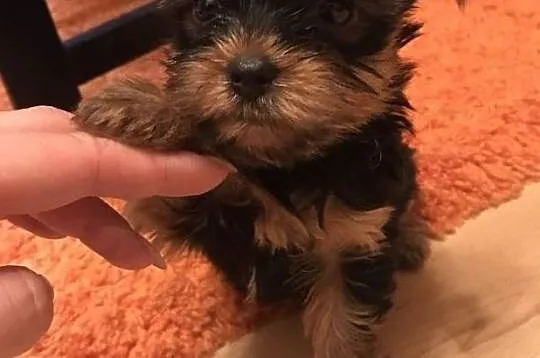 Szczenięta Yorkshire Terrier, Podkarpackie, Rzeszów