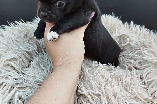 Uroczy piesek chihuahua