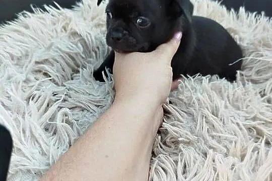 Uroczy piesek chihuahua, Mazowieckie, Ciechanów