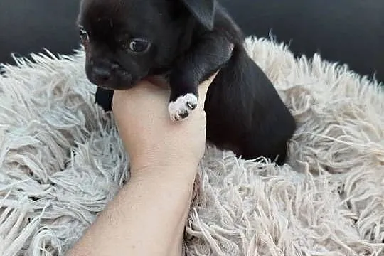 Uroczy piesek chihuahua, Mazowieckie, Ciechanów