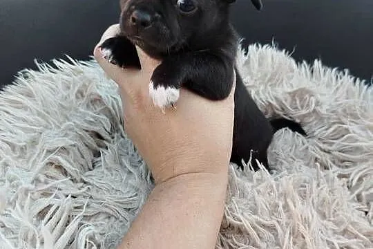 Uroczy piesek chihuahua, Mazowieckie, Ciechanów