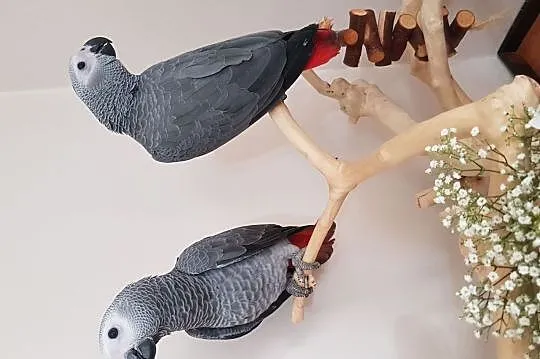 Afrykańska szara papuga Kongo, Duszniki-Zdrój
