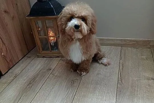 Maltipoo hybryda F1 suczka