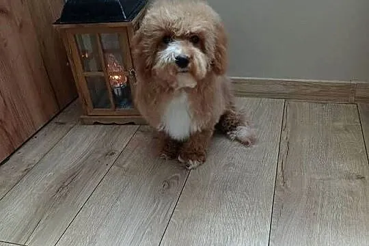 Maltipoo hybryda F1 suczka, Pomorskie, Starogard Gdański