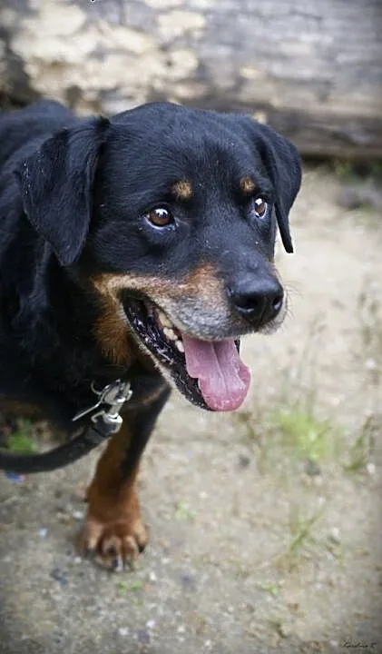 Cudowny Oskar w typie rottweilera czeka na swój do