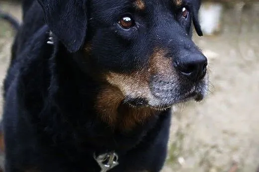 Cudowny Oskar w typie rottweilera czeka na swój do