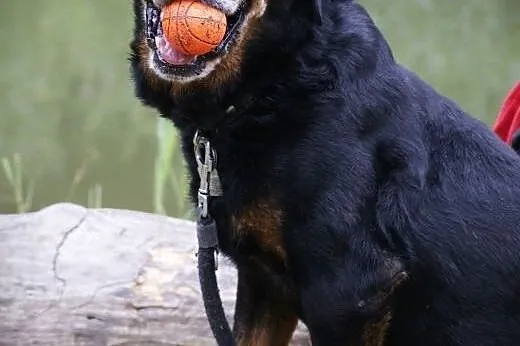 Cudowny Oskar w typie rottweilera czeka na swój do