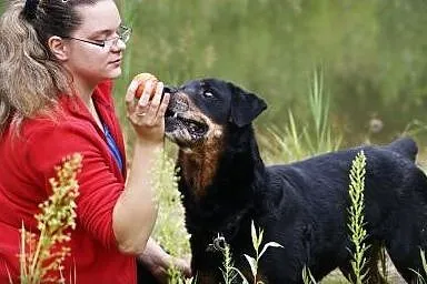 Cudowny Oskar w typie rottweilera czeka na swój do