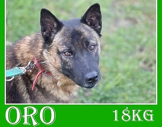 18kg,szpic mix,przyjazny,spokojny,łagodny pies ORO