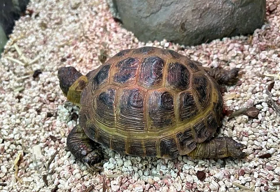Żółw stepowy z certyfikatem, terrarium i lampami, Mazowieckie, Warszawa