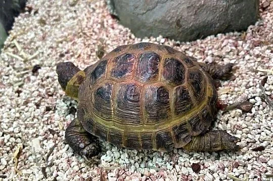Żółw stepowy z certyfikatem, terrarium i lampami, Mazowieckie, Warszawa