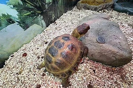 Żółw stepowy z certyfikatem, terrarium i lampami, Mazowieckie, Warszawa