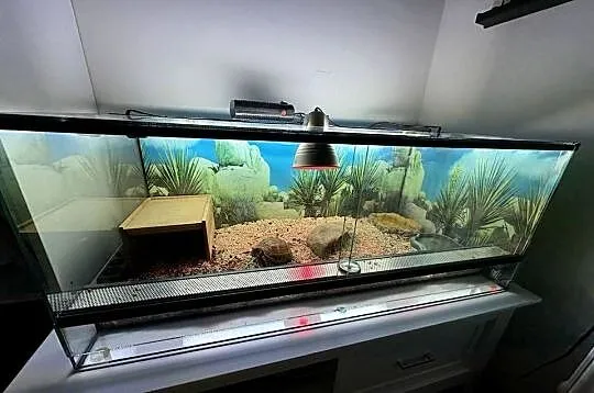 Żółw stepowy z certyfikatem, terrarium i lampami, Mazowieckie, Warszawa