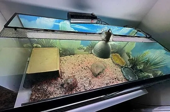 Żółw stepowy z certyfikatem, terrarium i lampami, Mazowieckie, Warszawa