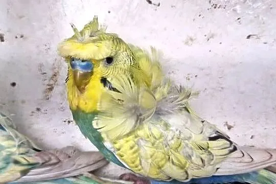Papugi faliste helikoptery 2f, Wielkopolskie, Radzewo