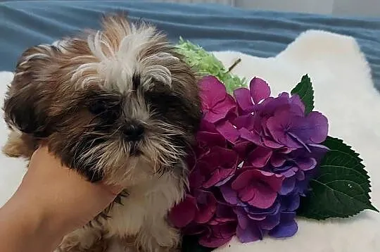 Wesoły piesek shih tzu