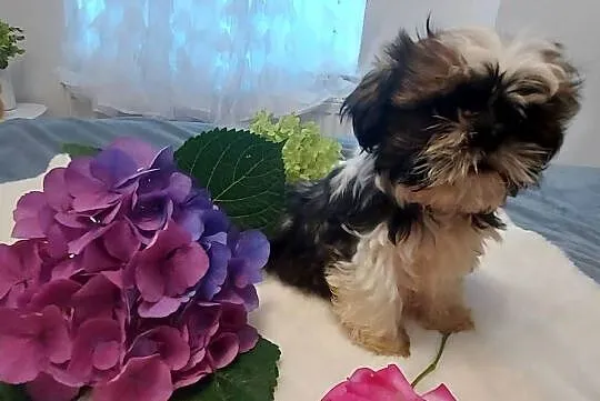 Wesoły piesek shih tzu, Dolnośląskie, Brzeg Dolny