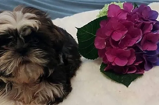 Wesoły piesek shih tzu, Dolnośląskie, Brzeg Dolny