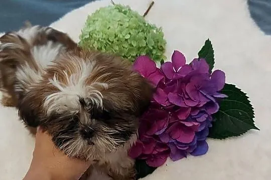 Wesoły piesek shih tzu, Dolnośląskie, Brzeg Dolny