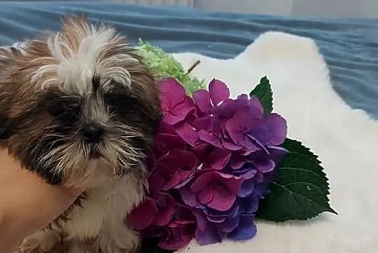 Wesoły piesek shih tzu, Dolnośląskie, Brzeg Dolny