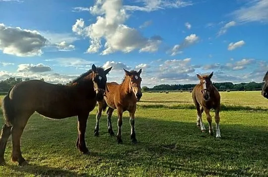 żrebice Sztumskie kare, gniade klacze młode, Mazowieckie, Postoliska
