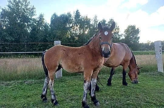 żrebice Sztumskie kare, gniade klacze młode, Mazowieckie, Postoliska