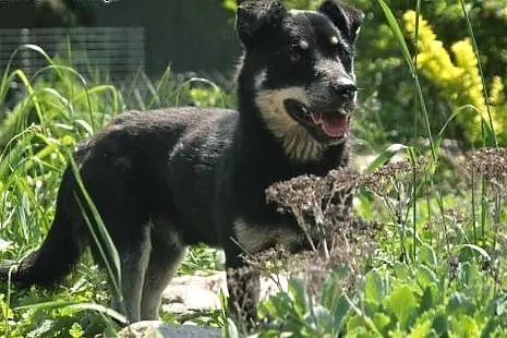 Mokasik, dwuletni , fajny pies,  małopolskie Krakó
