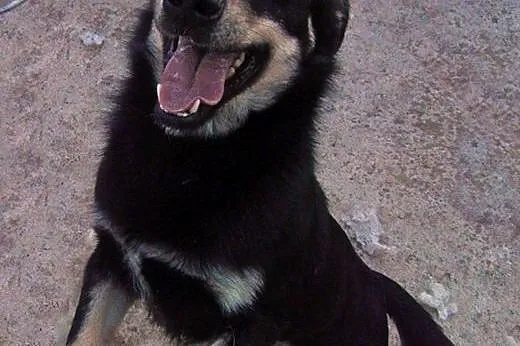 Mokasik, dwuletni , fajny pies,  małopolskie Krakó