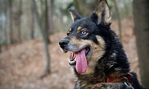 Tosia, sunia mieszaniec husky szuka domu, śląskie
