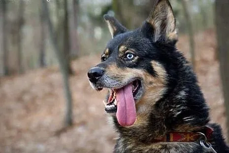 Tosia, sunia mieszaniec husky szuka domu,  śląskie