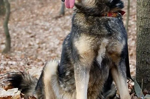 Tosia, sunia mieszaniec husky szuka domu,  śląskie